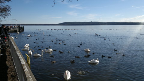 Müggelsee, Friedrichshagen