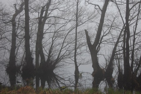 Die Nebel vom Herthasee