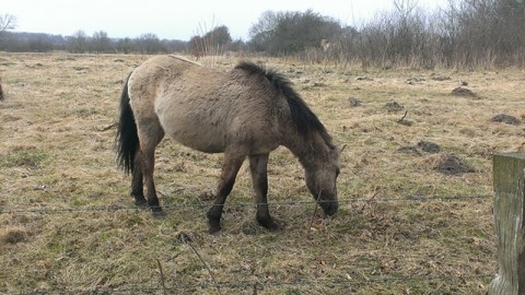 Wildes Konik beim Grasen