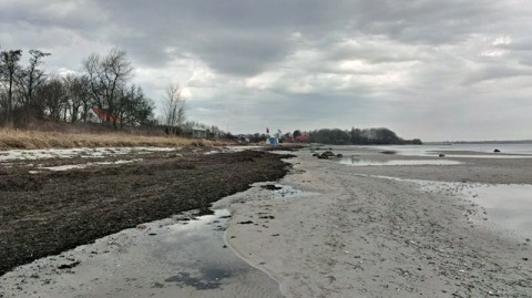 Strand mit Seetang