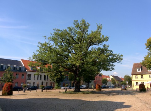 Marktplatz mit Eiche