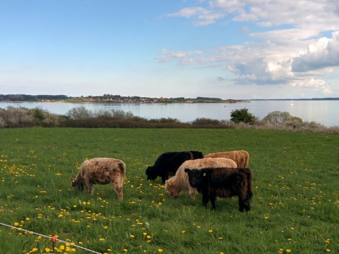 Niedliche Galloway Kälber auf Holnis