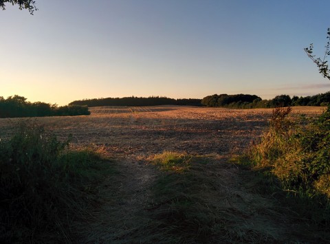 Abendsonne auf abgeerntetem Feld